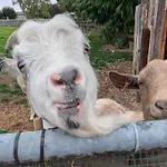 The Old At Brackenthwaite Farm