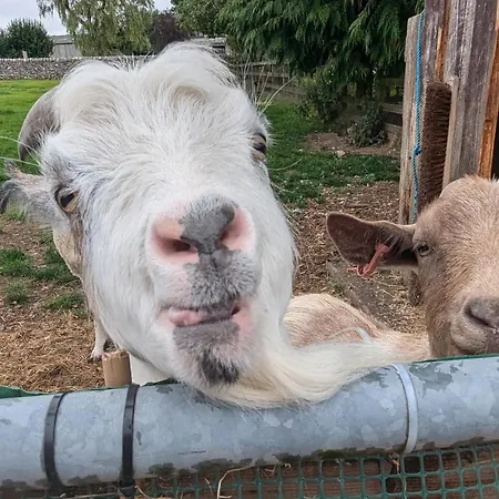 The Old At Brackenthwaite Farm